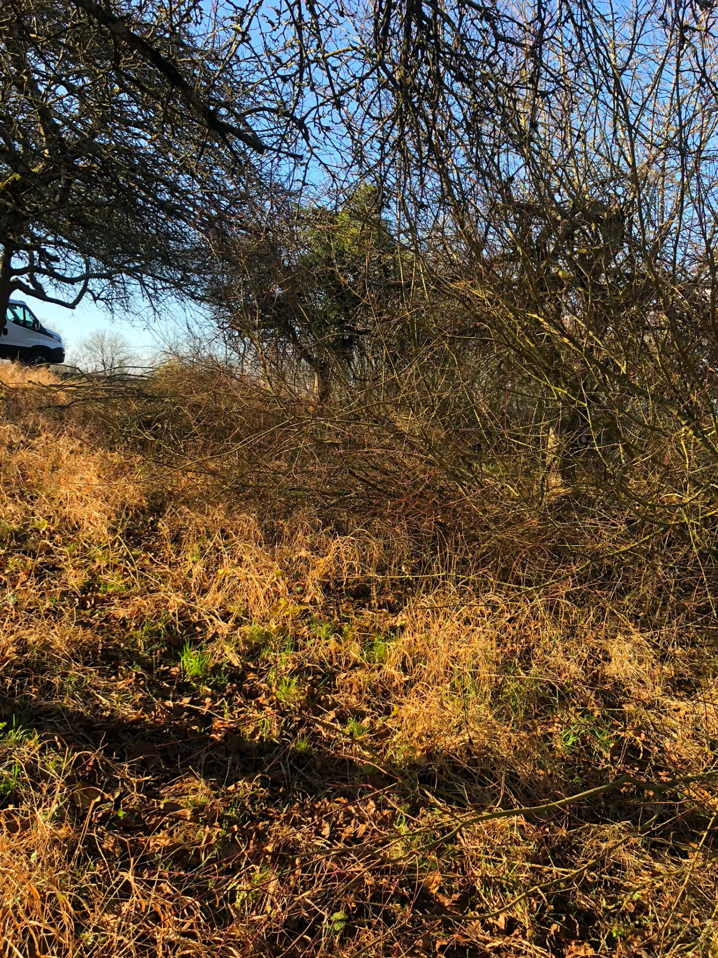 Terrain en friche envahi de ronces avant débroussaillage