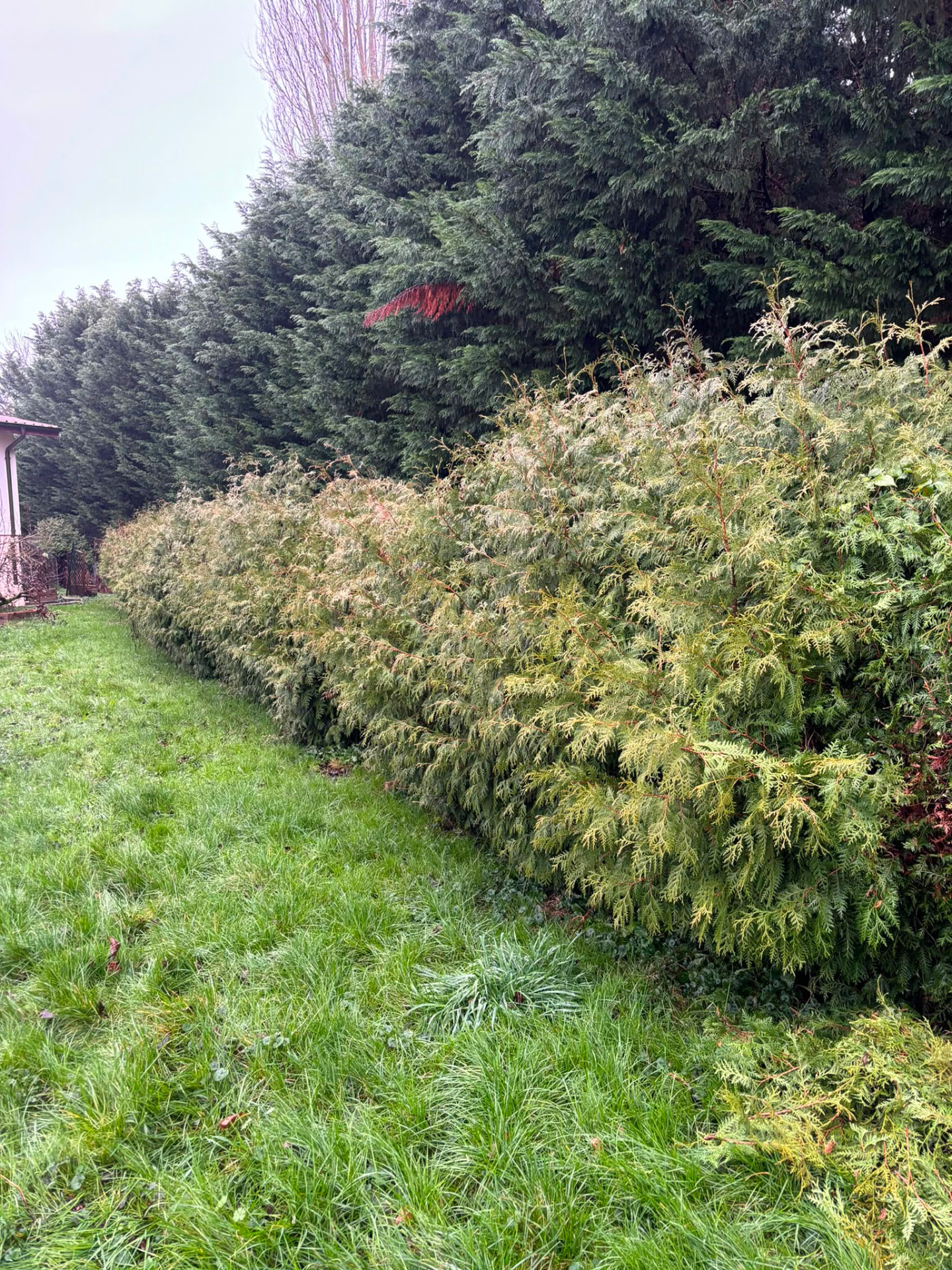 Haie de thuyas et cyprès entretenue en bordure de jardin