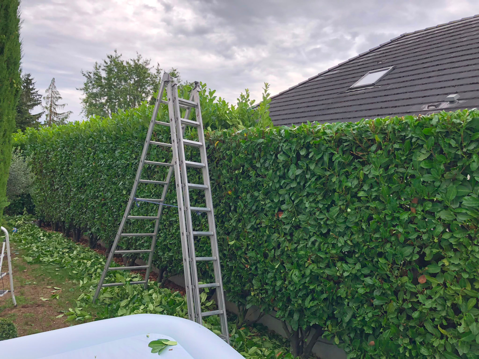 Taille d'une haie de laurier à l'échelle le long d'une maison