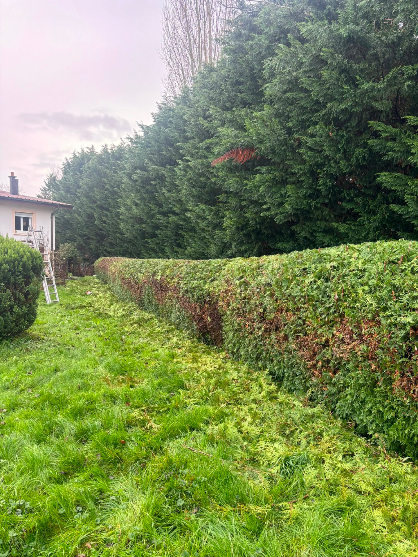 Longue haie de thuyas taillée à hauteur régulière dans un jardin