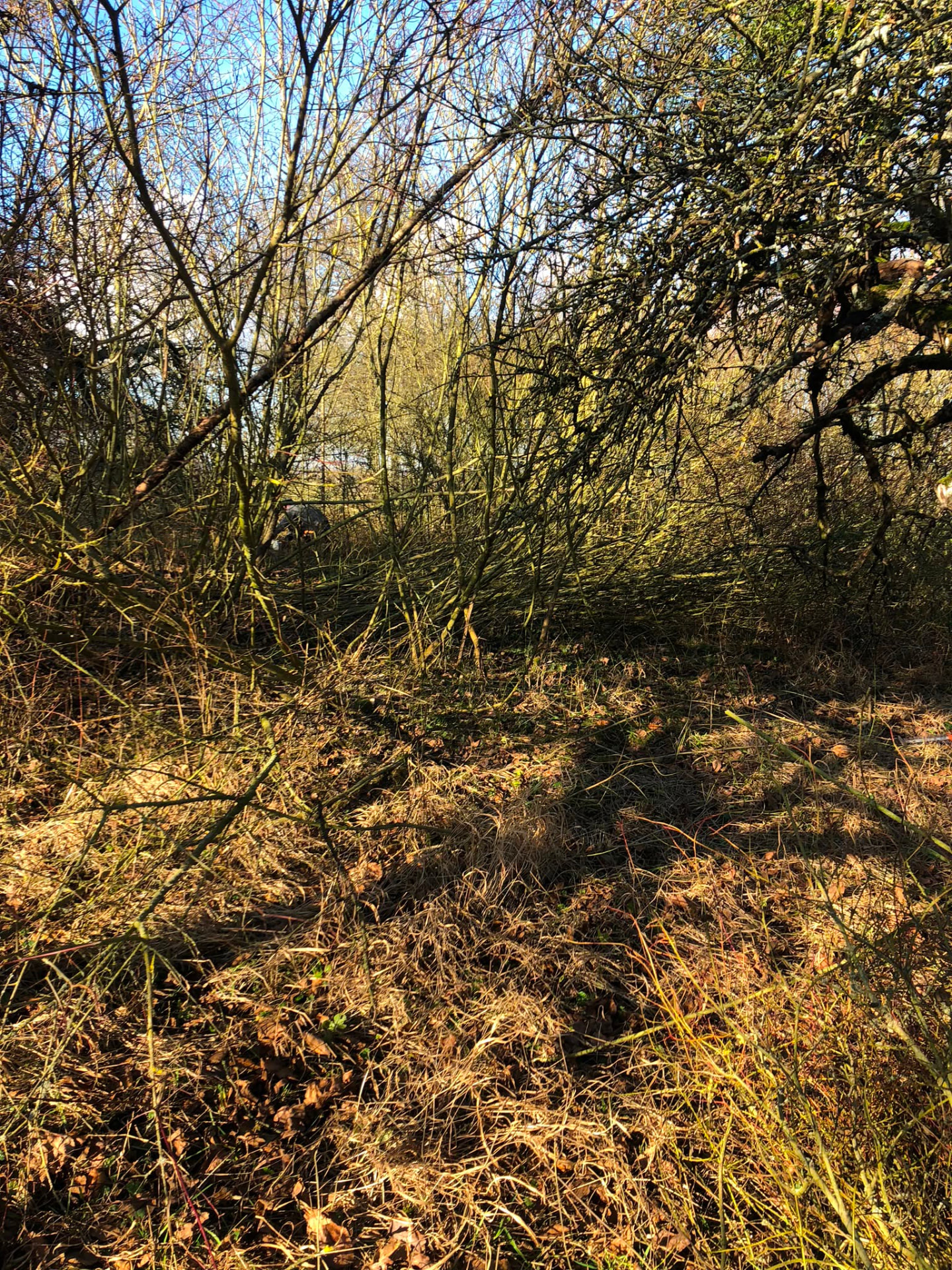 Broussailles denses et arbres fruitiers à dégager