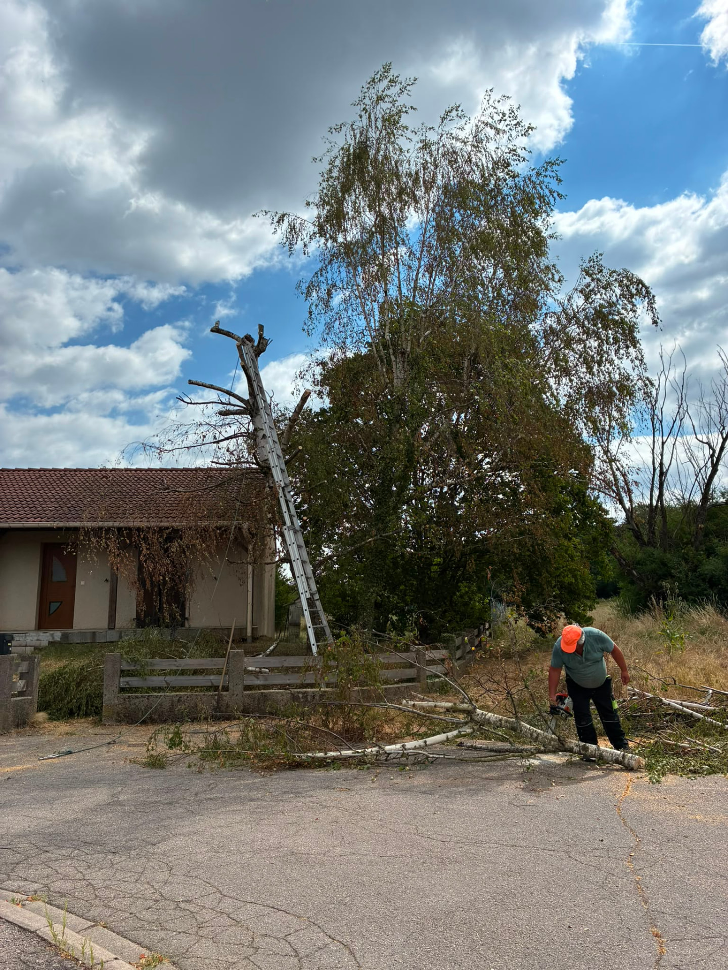 Arbres démontés et taillés après intervention d'élagage