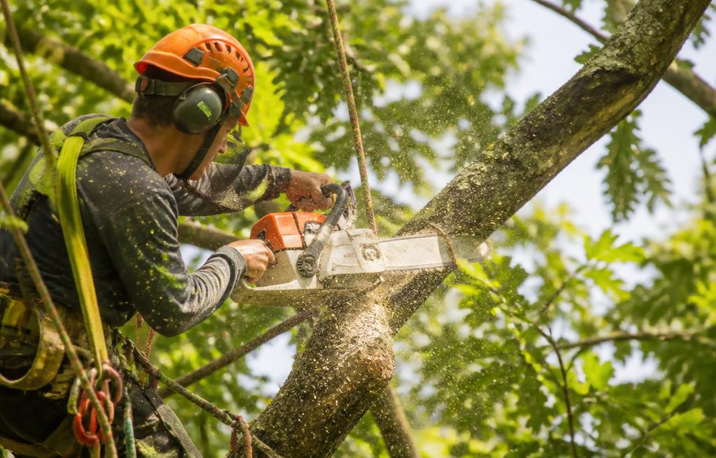 Élagage professionnel d'un arbre en Moselle